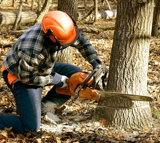 Tree Removal in Jeffersonville, OH